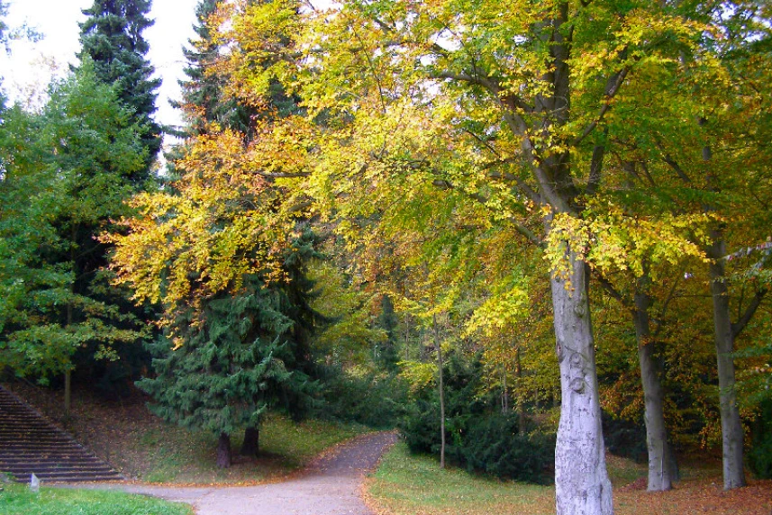 Na Cmentarzu Centralnym będzie remont alejek