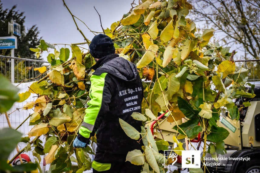 Ruszyły prace związane z eliminacją rdestowca rosnącego w obrębie Trasy Północnej.