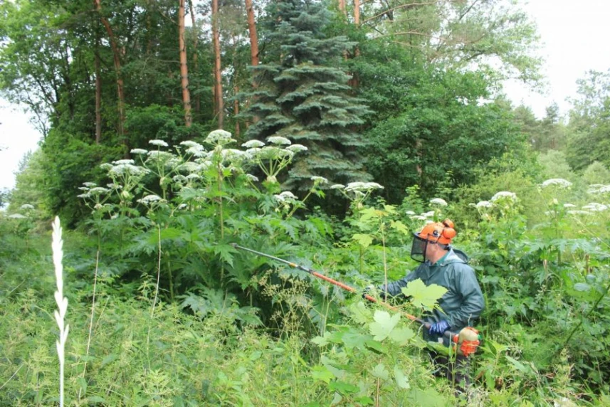 Barszcz Sosnowskiego – zaczynamy kolejną bitwę