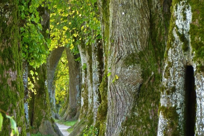 Szpaler starych drzew