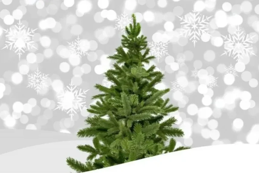 Grafika ilustracyjna Grafika ilustracyjna