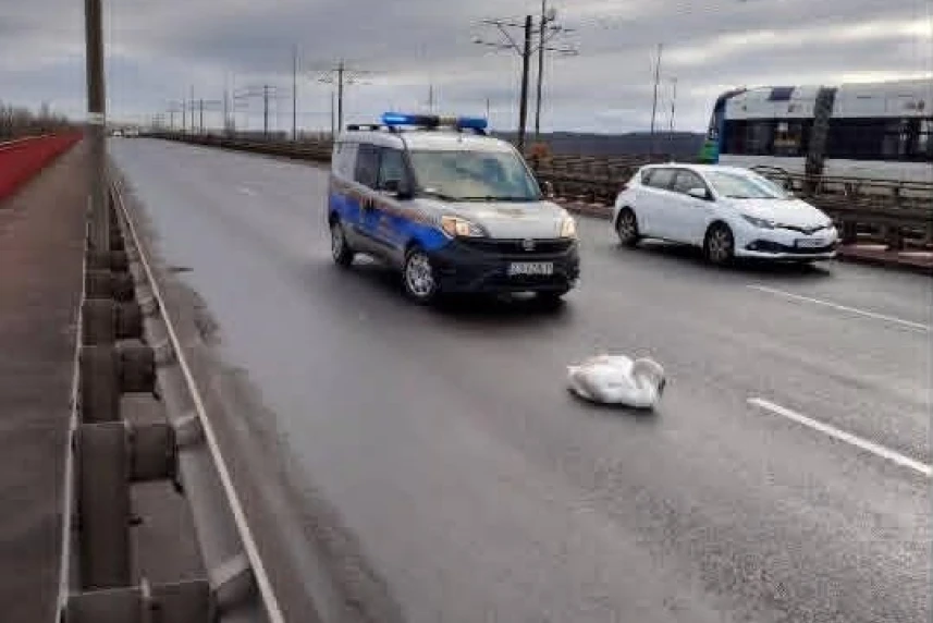 Ranny łabędź na Moście Pionierów w Szczecinie.