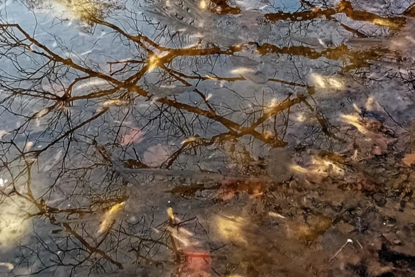 Śnięte ryby w stawie przy ulicy Przytulnej. Śnięte ryby w stawie przy ulicy Przytulnej.