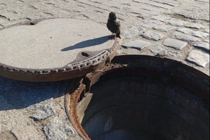 Ptak przy otwartej studzience kanalizacyjnej.