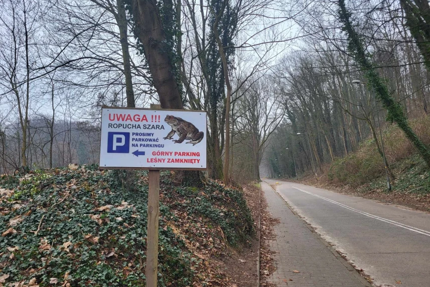 Ropuchy już poczuły wiosnę!