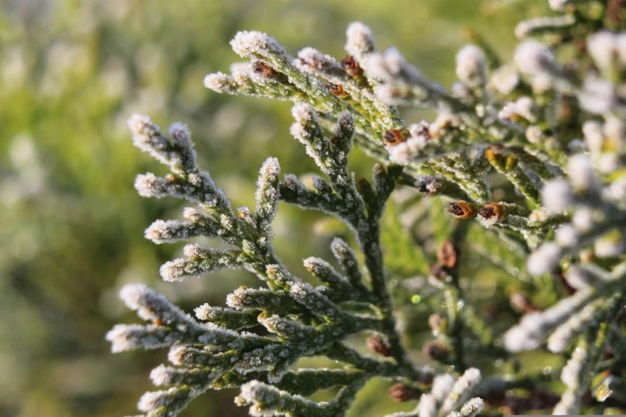 Roślina pokryta szronem.