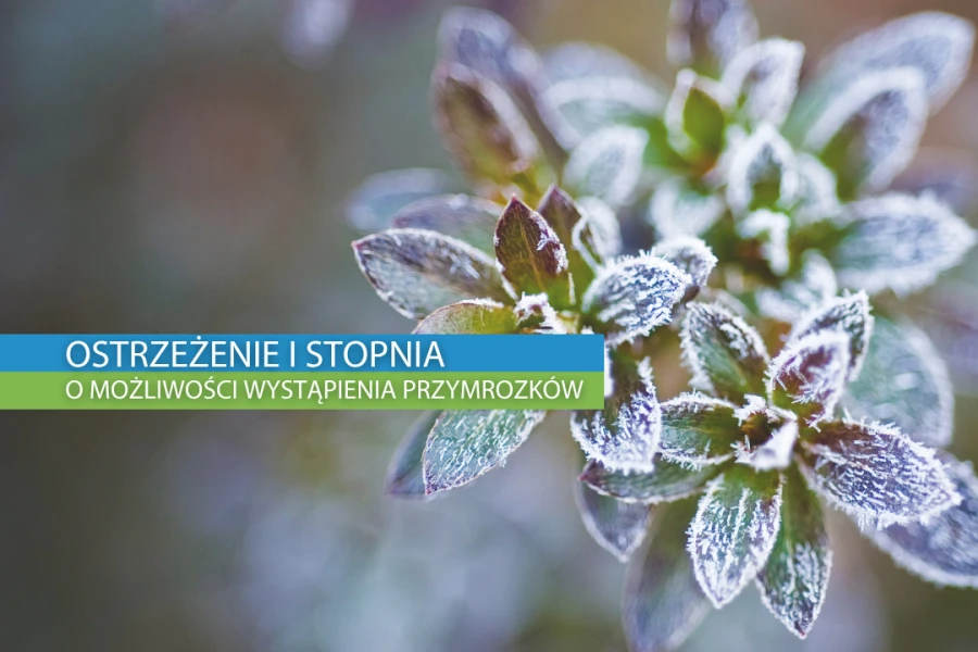 Grafika ilustracyjna Grafika ilustracyjna