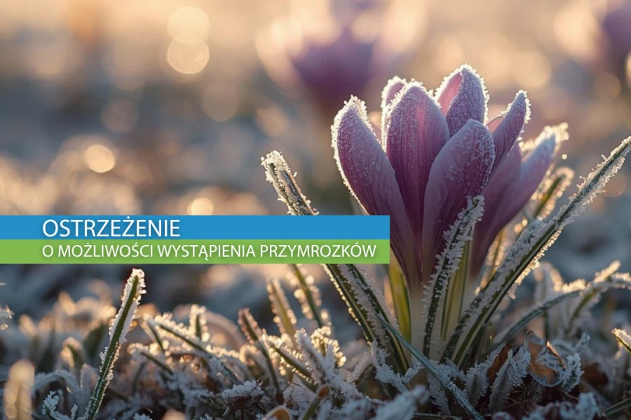 Grafika ilustracyjna