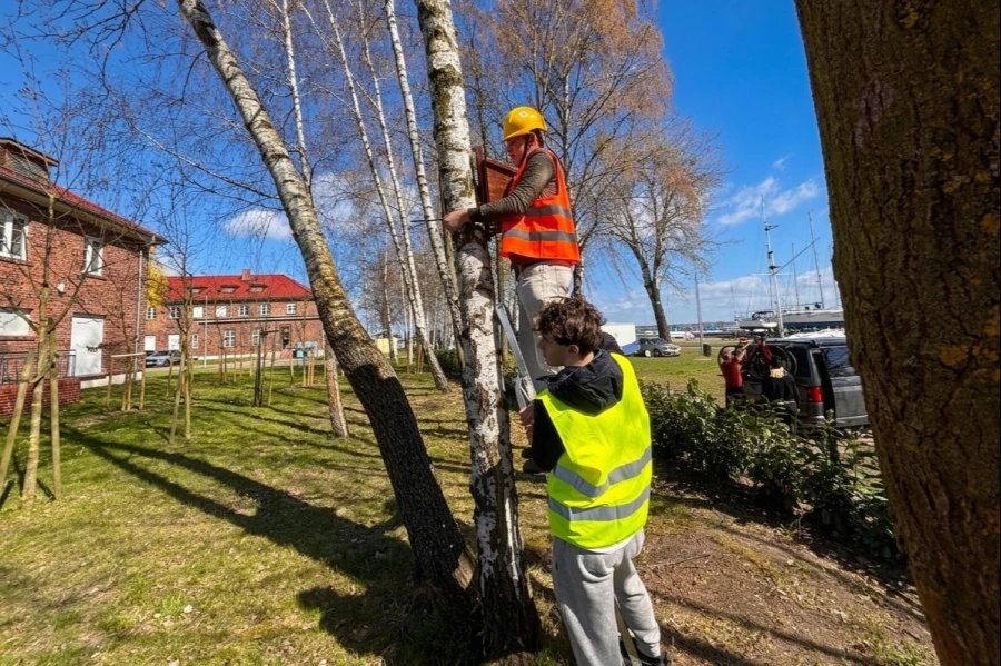 Moment zawieszania budki lęgowej na drzewie. Moment zawieszania budki lęgowej na drzewie.