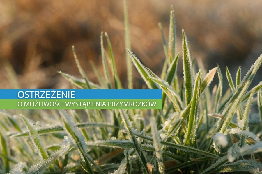 Grafika ilustracyjna