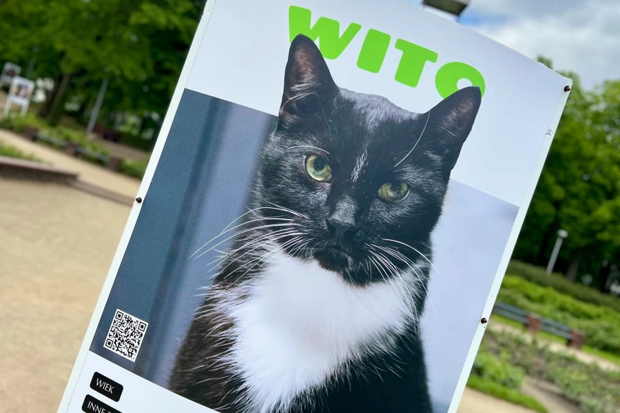 Adopcje zwierząt w Szczecinie