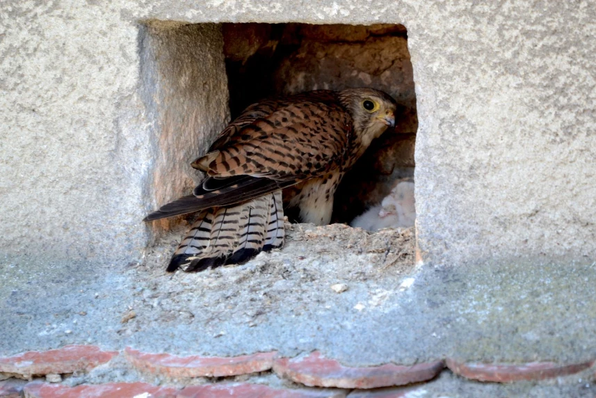 Coraz większy tłok w gnieździe