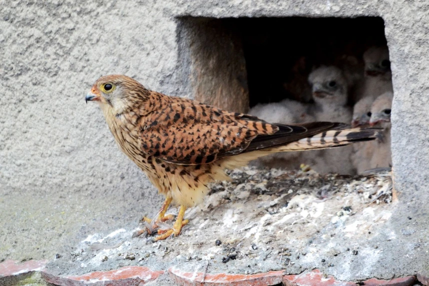 Kolejne pisklęta w gnieździe!