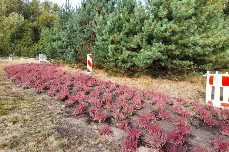 Na polanie przy Wysokim Stawie trwają zaawansowane prace nad stworzeniem nowej strefy rekreacyjnej realizowanej w ramach Szczecińskiego Budżetu Obywatelskiego. Na polanie przy Wysokim Stawie trwają zaawansowane prace nad stworzeniem nowej strefy rekreacyjnej realizowanej w ramach Szczecińskiego Budżetu Obywatelskiego.