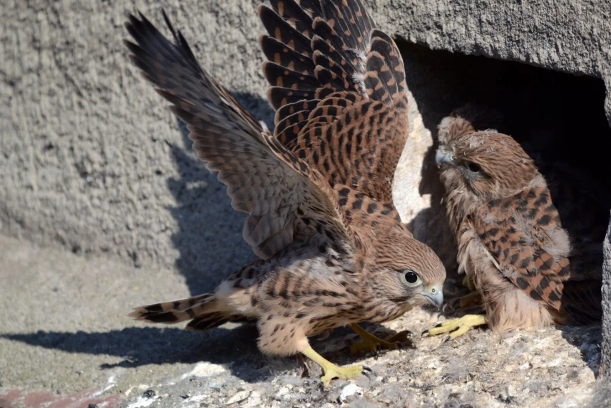 Nauka latania rozpoczęta