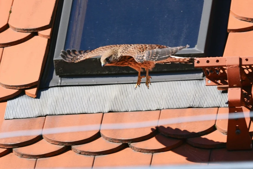 Ostatnie dni z pustułkami