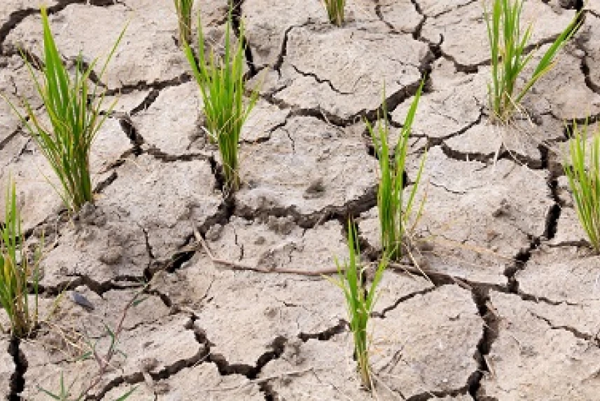 Susza - warunki pomocy finansowej