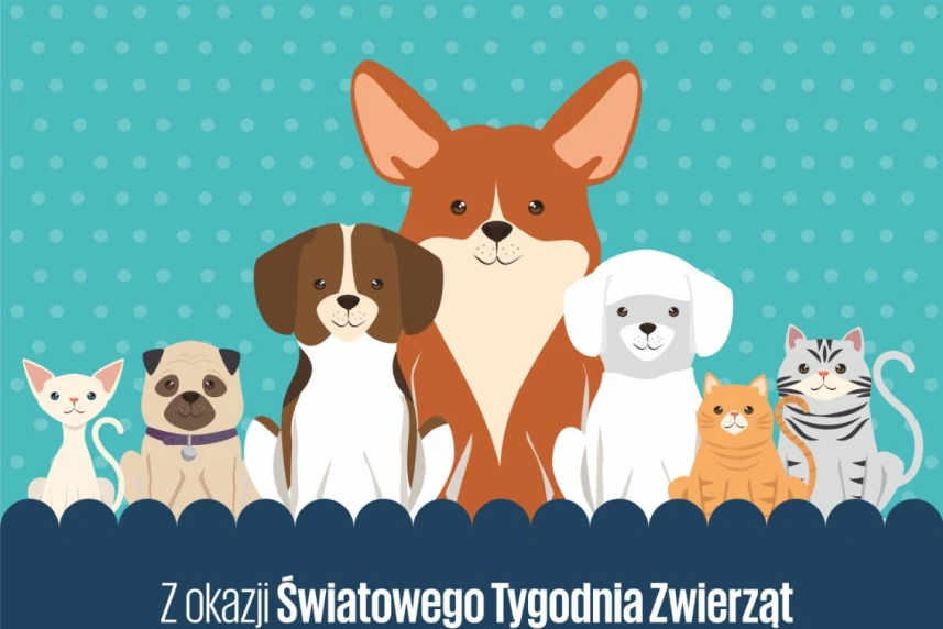 Odwiedź bezdomne zwierzaki