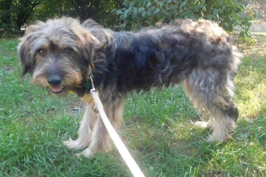 424 psy znalazły nowy dom