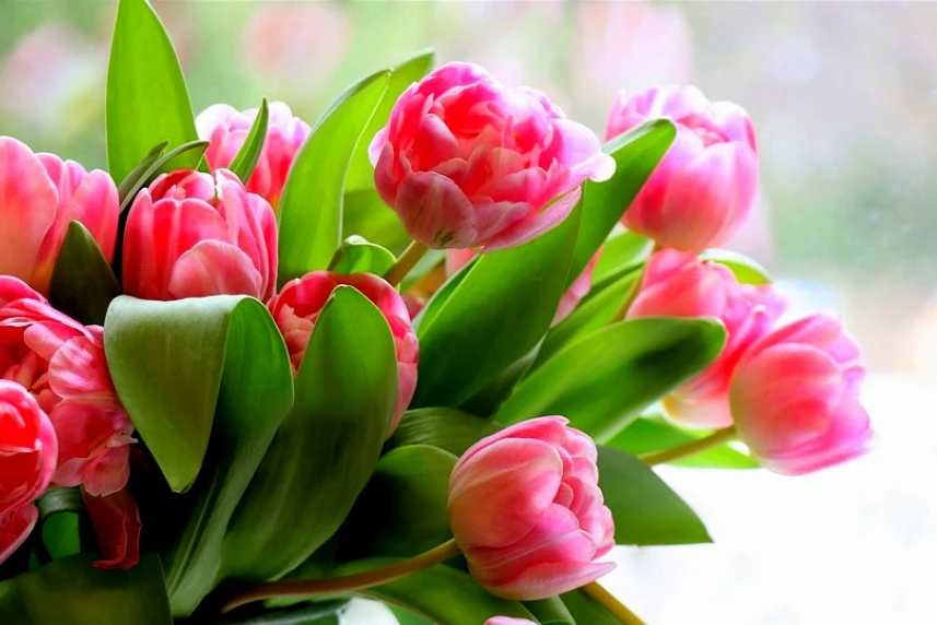 Kwiaty dla Pań tylko z legalnych punktów sprzedaży