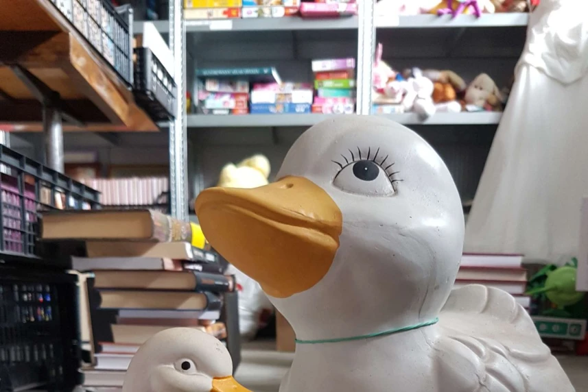 Kaczki szukają nowych właścicieli. Już jutro kolejna środa Szpargałka