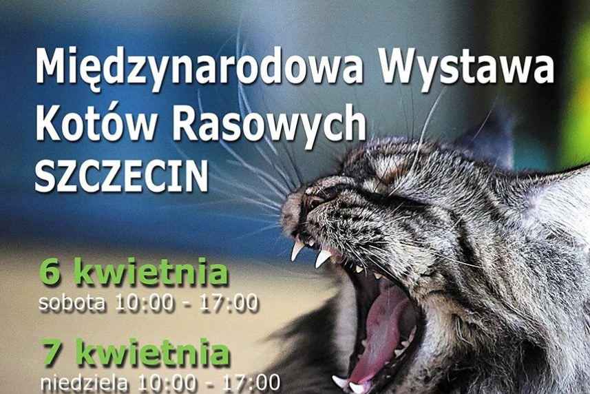 Międzynarodowa Wystawa Kotów Rasowych Międzynarodowa Wystawa Kotów Rasowych