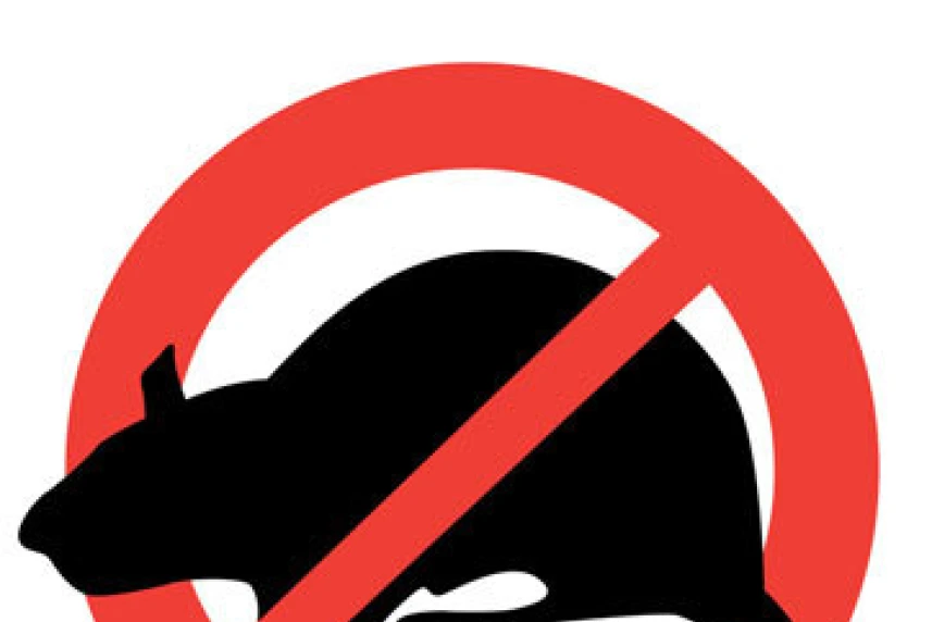 Straż Miejska przypomina o pierwszej obowiązkowej deratyzacji