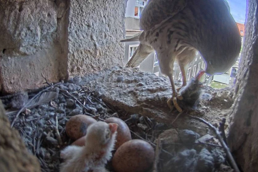 Pierwsze pisklę przyszło na świat