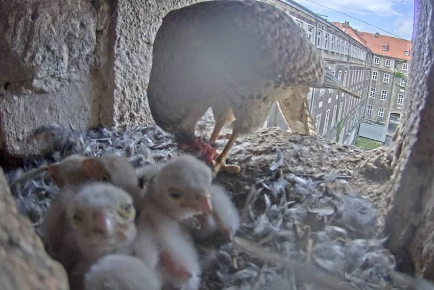 Rodzina pustułek w komplecie