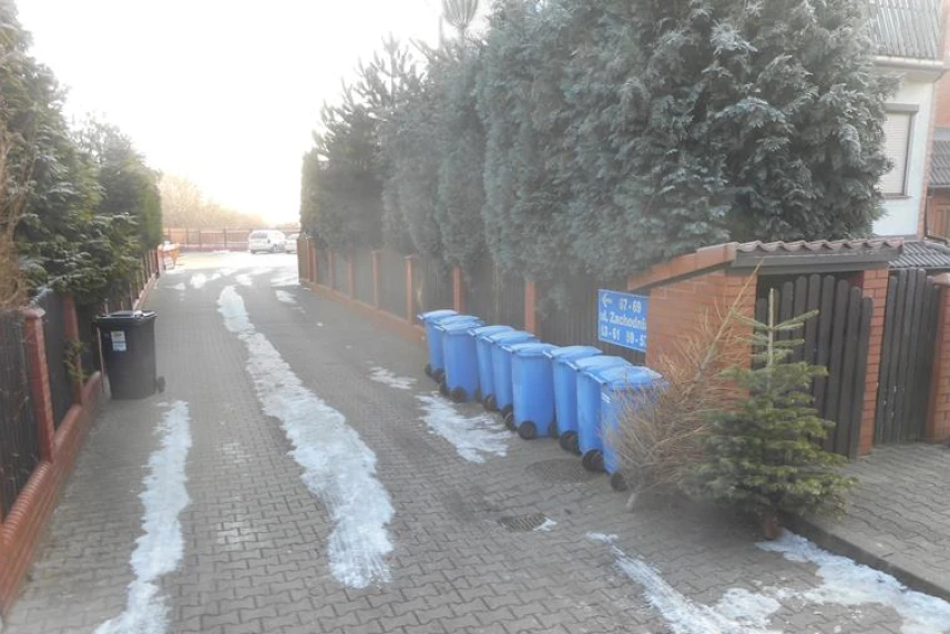 Rekordowy odbiór choinek